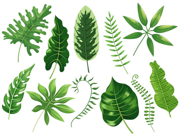 绿色树叶形状的壮阳药图片
