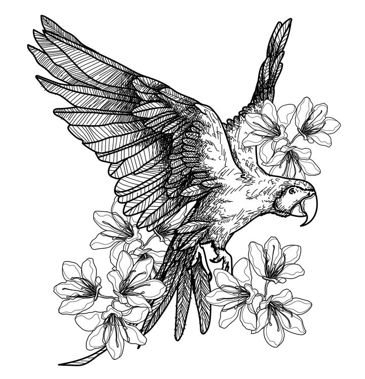 手绘线条风格鹦鹉和花朵图片免抠素材 插画-第1张