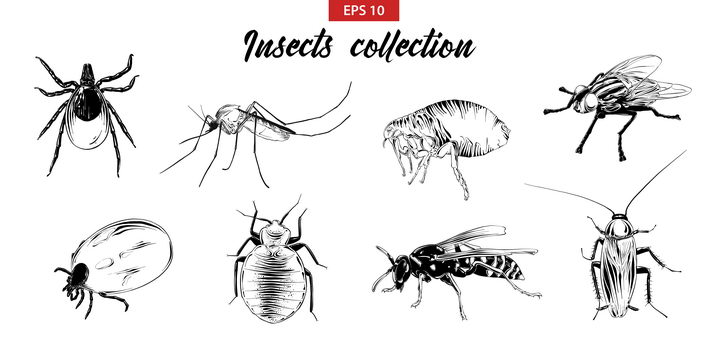手绘素描蜘蛛蚊子蜱虫苍蝇蟑螂等害虫图片免抠矢量素材 生物自然-第1张