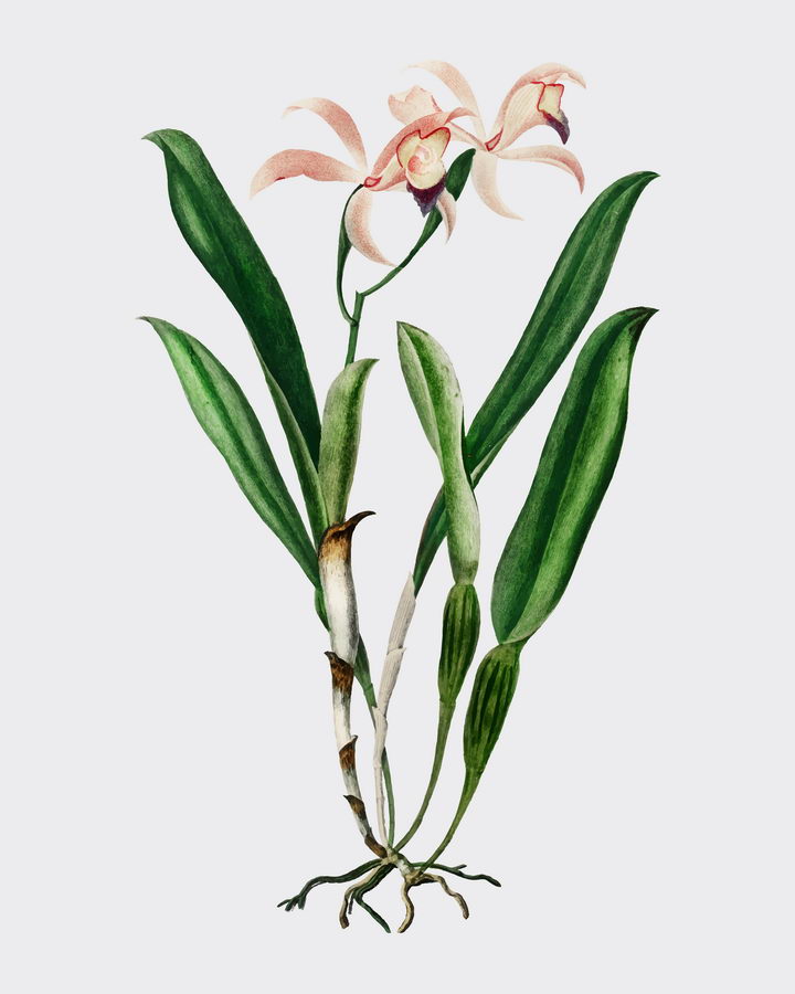 一株完整的水仙花植物图片免抠矢量素材 生物自然-第1张