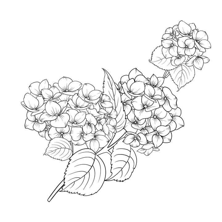 线描风格枝头上的兰花花卉图片免抠矢量图素材