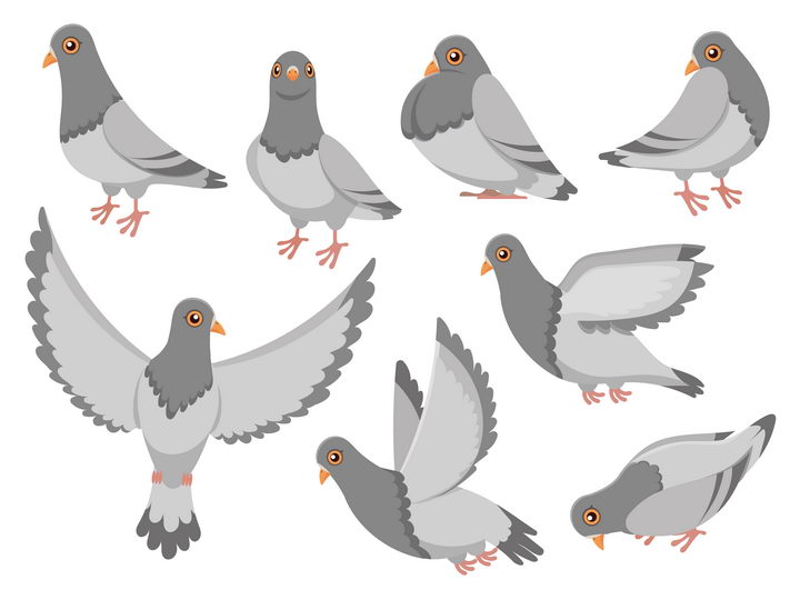 各种灰白色的鸽子鸟类图片免抠矢量图 生物自然-第1张