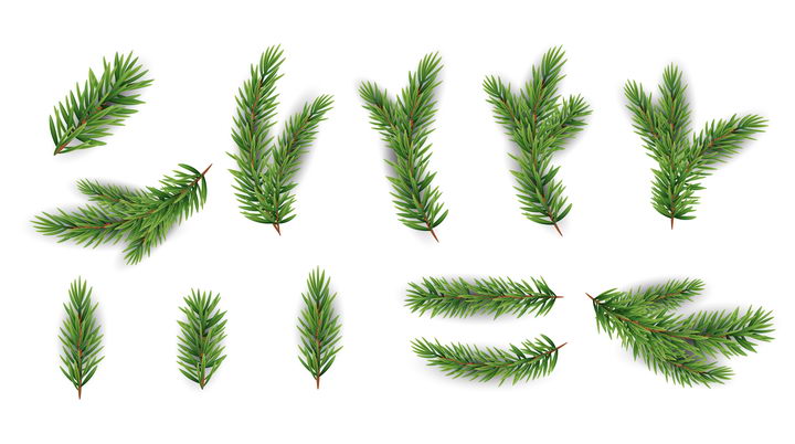各种松针松叶树叶圣诞节装饰图片免抠素材 生物自然-第1张