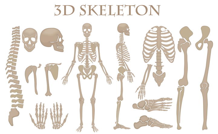 人体骨架器官组织人体骨骼结构图图片免抠素材 设计盒子