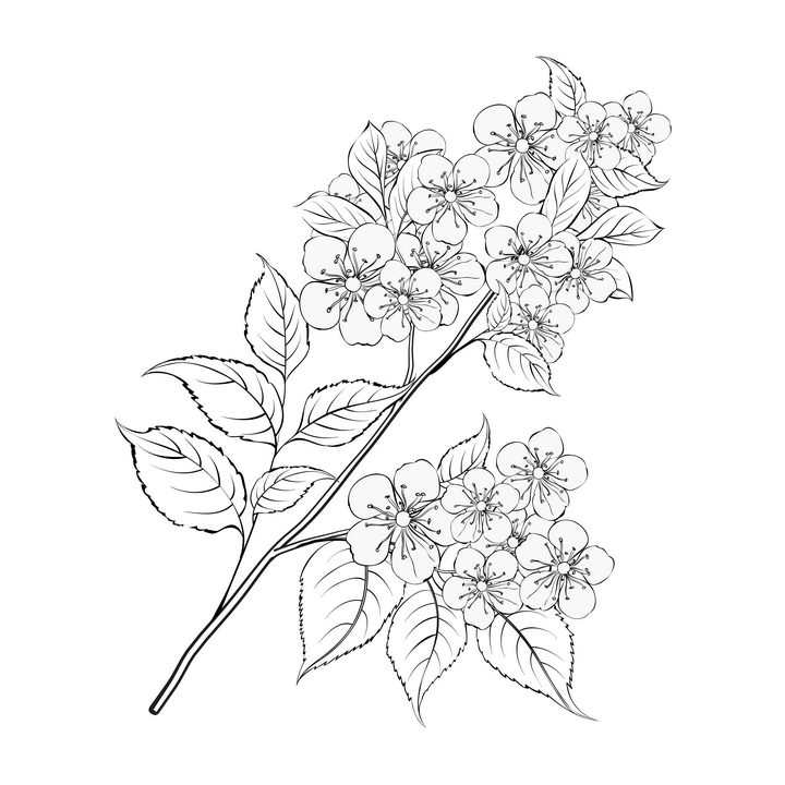 线描风格枝头上的梨花花卉图片免抠矢量图素材