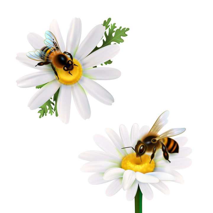 2款白色花朵上正在采蜜的小蜜蜂图片免抠素材