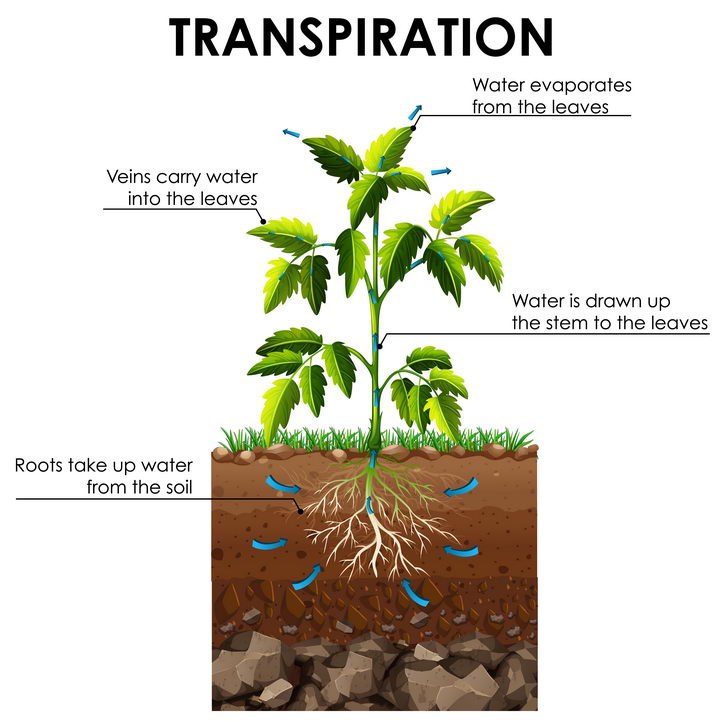 植物从土壤中吸收营养元素和水分蒸腾作用示意图图片免抠矢量图素材 科学地理-第1张