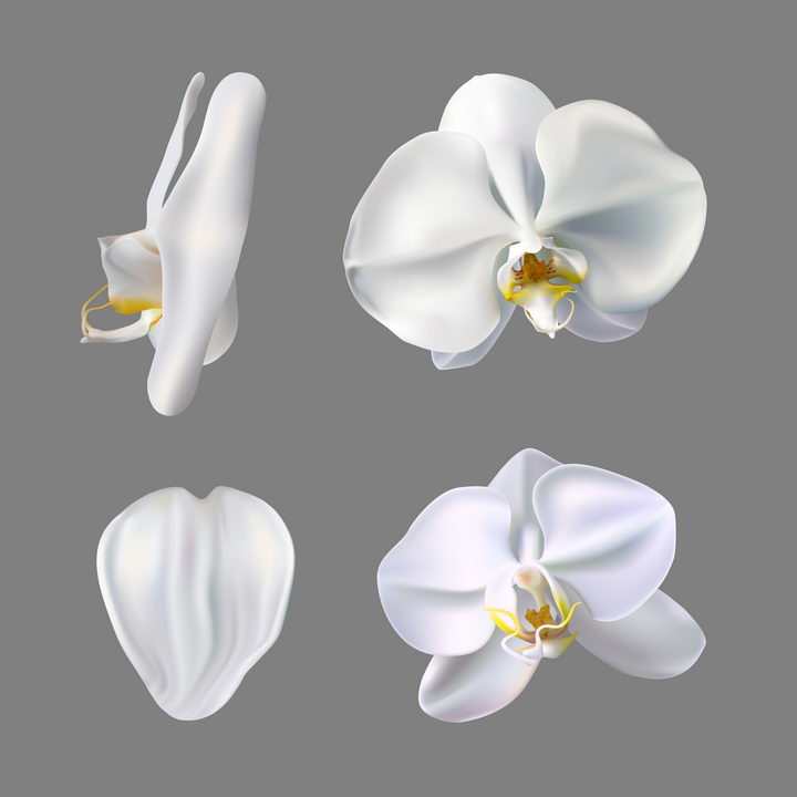 4款逼真的白色蝴蝶兰花朵花卉花瓣图片免抠矢量素材