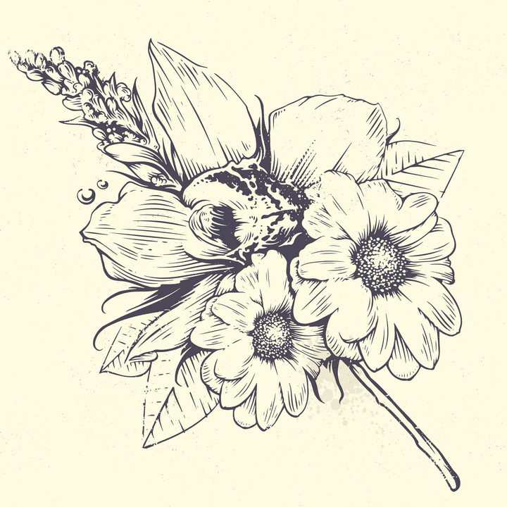 手绘素描风格盛开的菊花花朵和叶子图片免抠矢量素材