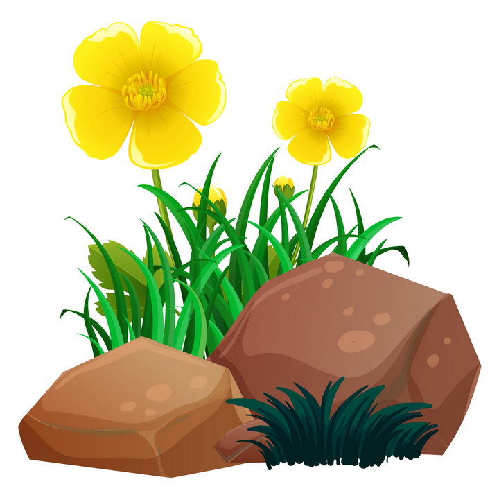 石头和五个花瓣的黄花花朵图片免抠矢量素材 生物自然-第1张