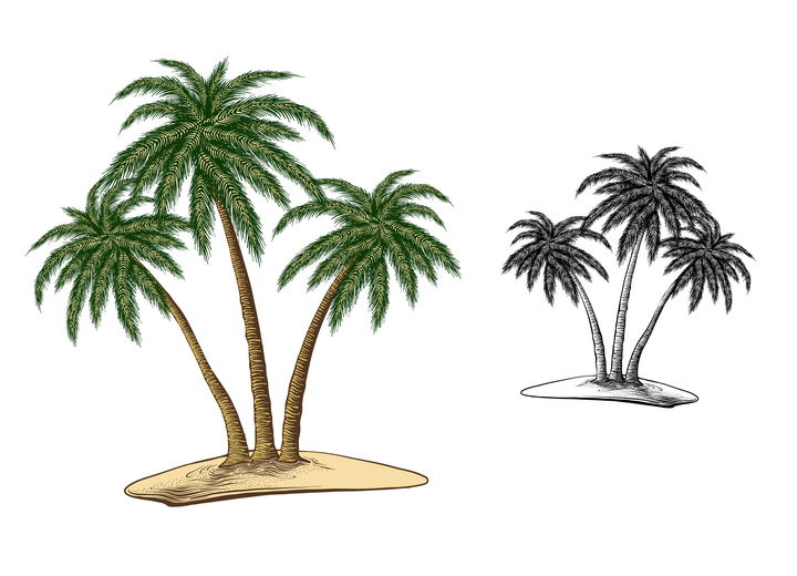 黑白和彩绘风格的热带海岛上的椰子树免抠矢量图素材 生物自然-第1张