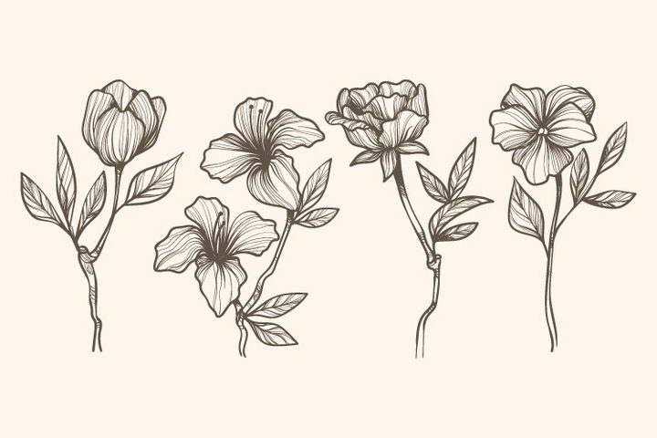 4款素描风格月季花百合花花朵图片免抠矢量图素材 插画-第1张