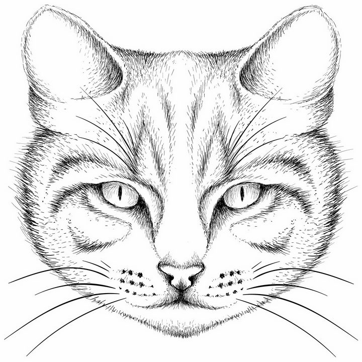 黑色手绘素描风格猫咪猫头png图片免抠矢量素材