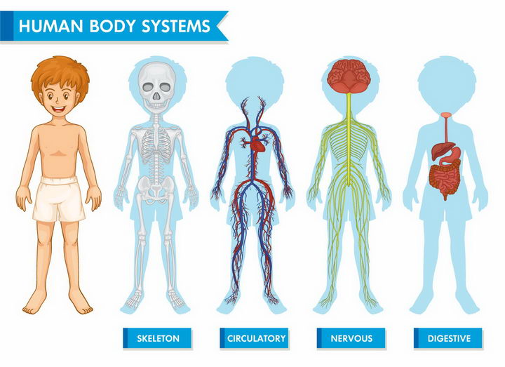 人体骨骼系统神经系统血液系统消化系统等人体结构解剖图png图片免抠矢量素材 健康医疗-第1张