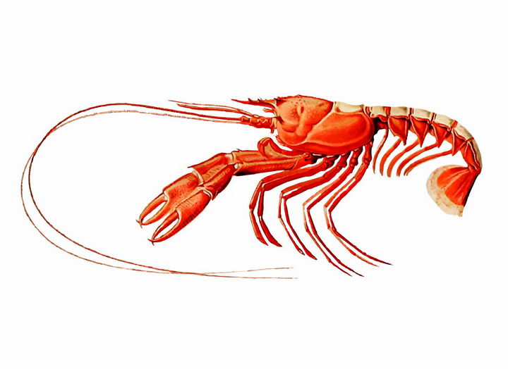 一只红色大虾侧视图美味海鲜海产品png图片免抠矢量素材 生物自然-第1张