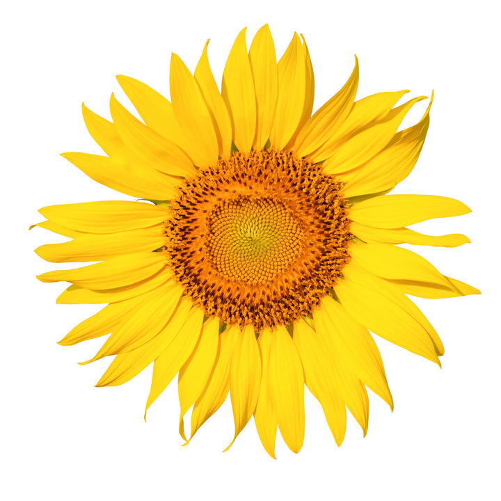 高清向日葵太阳花鲜花花朵花卉图片设计模板素材 设计盒子