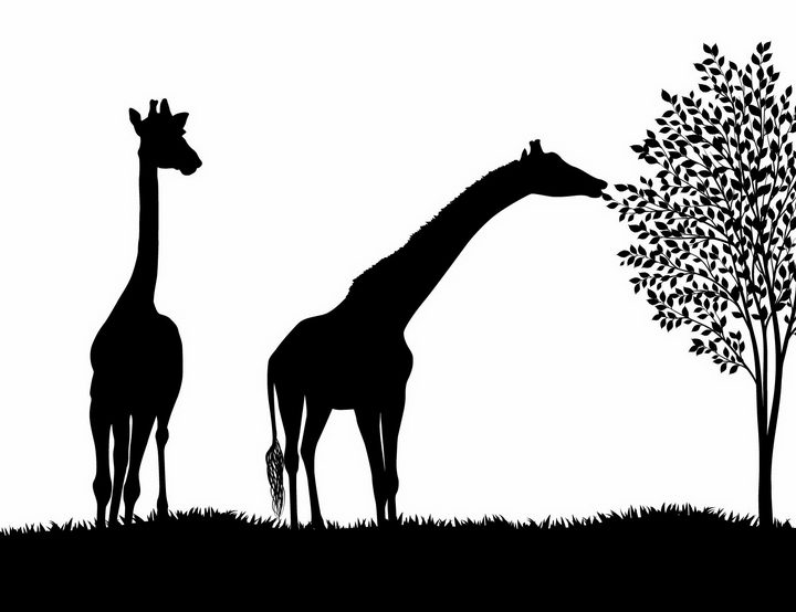非洲大草原草地上吃树叶的长颈鹿非洲野生动物剪影png图片免抠矢量素材 生物自然-第1张