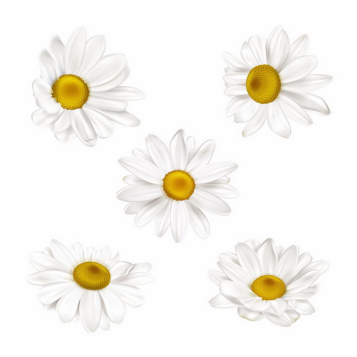 5款不同角度的白色花朵菊花甘菊鲜花花卉png图片免抠eps矢量素材 设计盒子