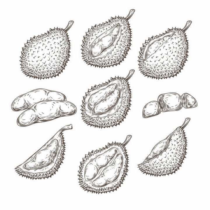各种手绘风格的榴莲剥开的榴莲美味水果png图片免抠EPS矢量素材