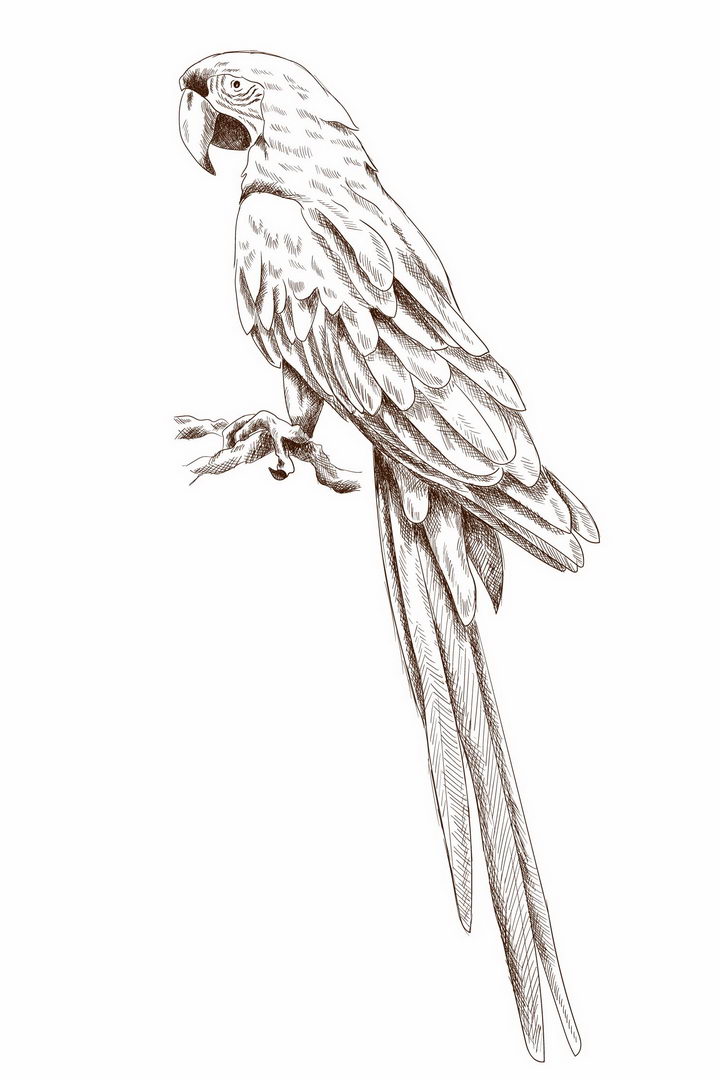 手绘素描风格枝头上的鹦鹉鸟儿png图片免抠矢量素材 插画-第1张