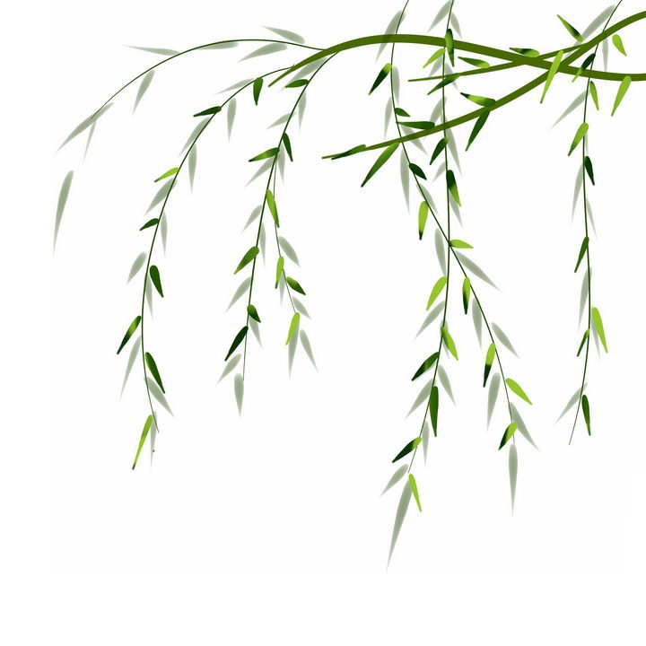 手绘风格春天里的柳树柳枝树枝png图片免抠素材 生物自然-第1张