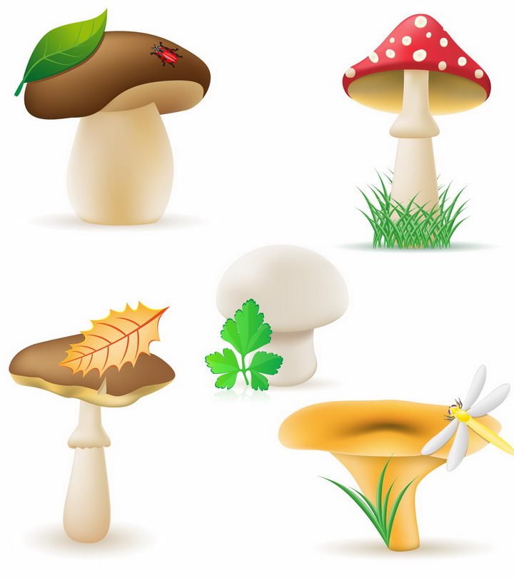 卡通风格香菇毒蝇伞深凹杯伞等蘑菇美味美食png图片免抠矢量素材 生物自然-第1张