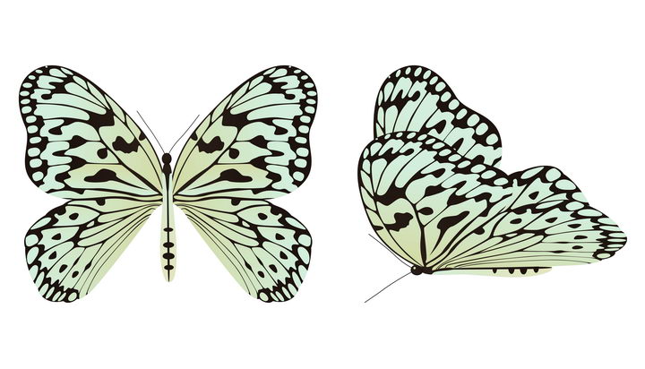 两款白底黑纹的蝴蝶昆虫图片免抠矢量素材 生物自然-第1张