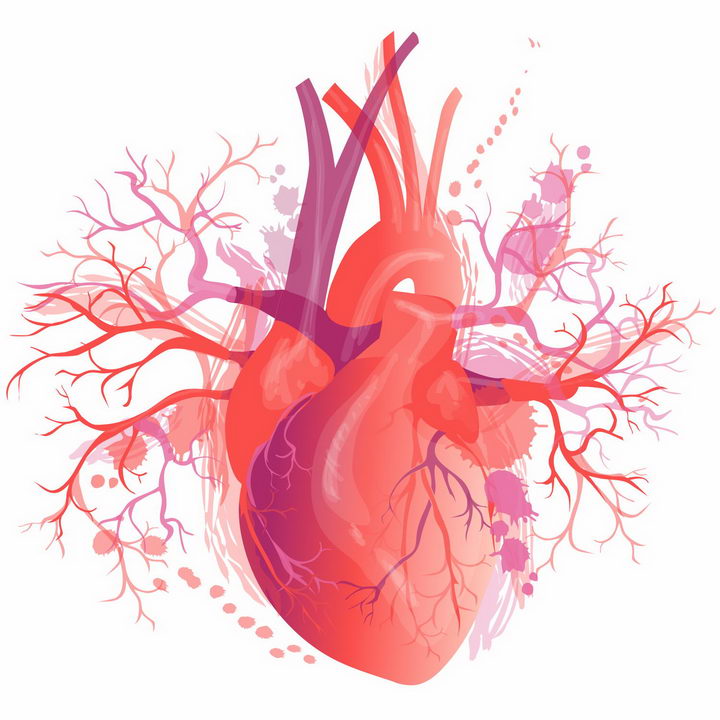 人体心脏器官组织解剖图和血管png图片免抠eps矢量素材 健康医疗-第1张