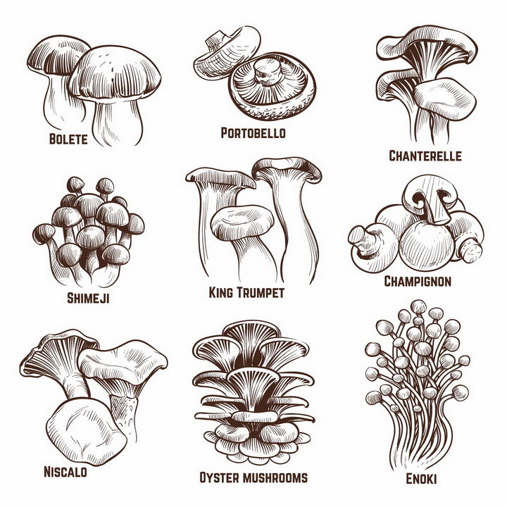 各种手绘风格平菇香菇金针菇白橙盖鹅膏菌杏鲍菇等蘑菇美味美食png图片免抠矢量素材 生物自然-第1张