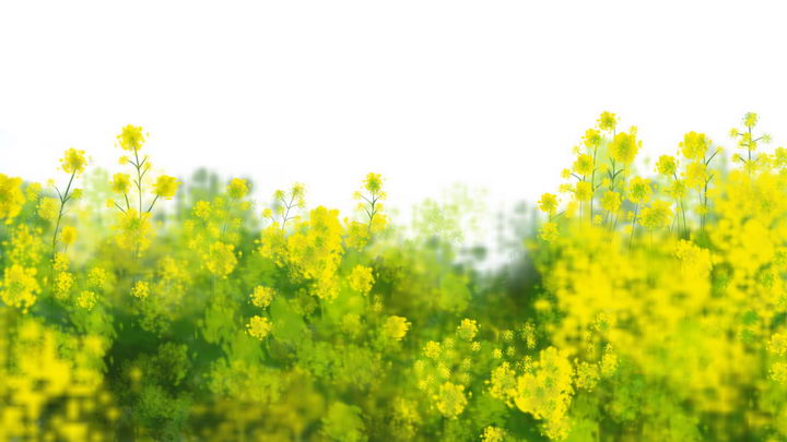 春天油菜花从中风景png图片免抠素材 生物自然-第1张