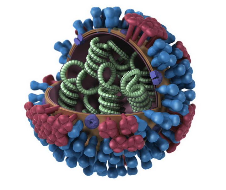 3D病原体流感病毒解剖图png图片免抠素材 健康医疗-第1张