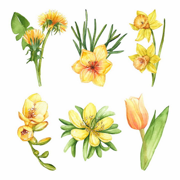 6款水彩画风格黄色花朵水仙花png图片免抠素材 设计盒子