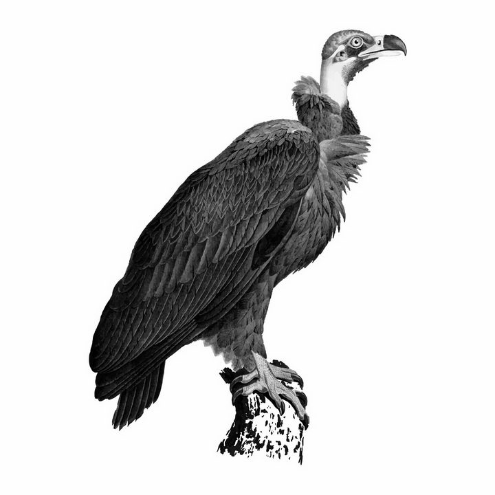逼真的停在枝头上的秃鹫猛禽野生动物png图片免抠矢量素材 生物自然-第1张