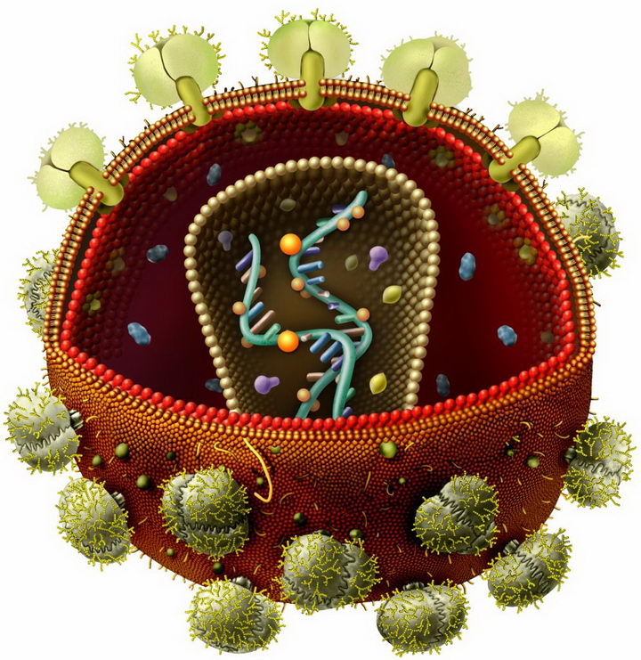 3D艾滋病病毒内部结构解剖图png图片免抠素材 健康医疗-第1张