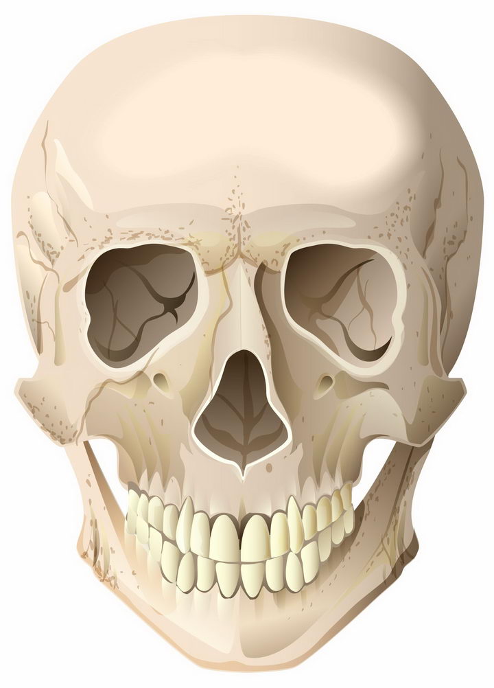 人类头骨骷髅头png图片免抠矢量素材