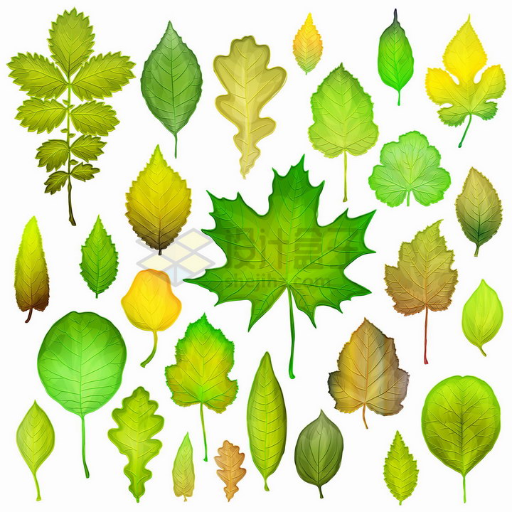 各种各样的树叶绿叶枫叶等png图片免抠矢量素材 生物自然-第1张