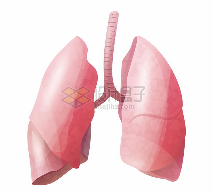 肺部人体器官组织png图片免抠矢量素材 健康医疗-第1张