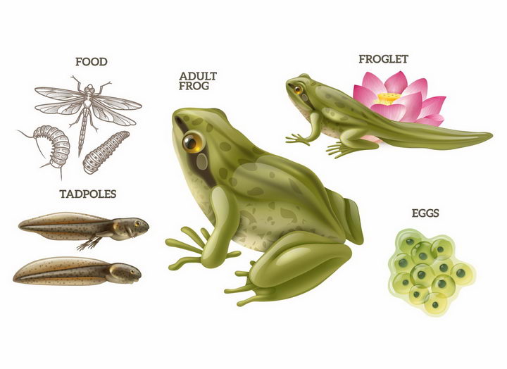 青蛙从卵开始变成蝌蚪它的食物是各种虫子科普配图png图片免抠矢量素材 生物自然-第1张