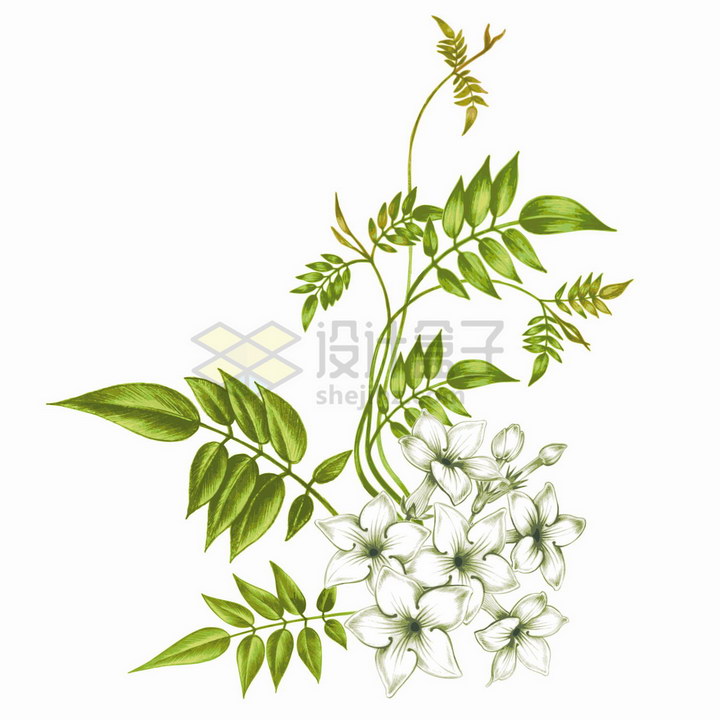 带绿叶子的茉莉花白色花朵彩绘插画png图片免抠矢量素材 生物自然-第1张