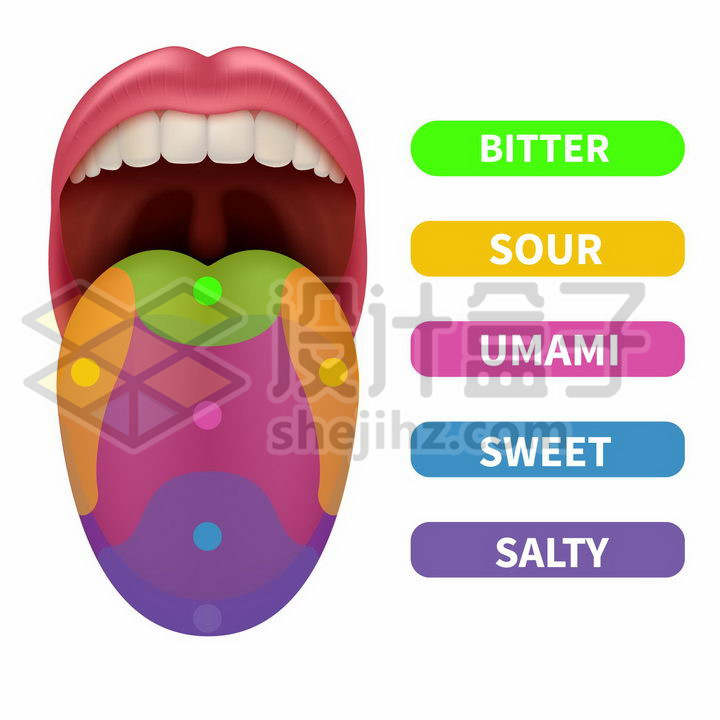 张开嘴巴露出舌头结构分区示意图png图片免抠矢量素材