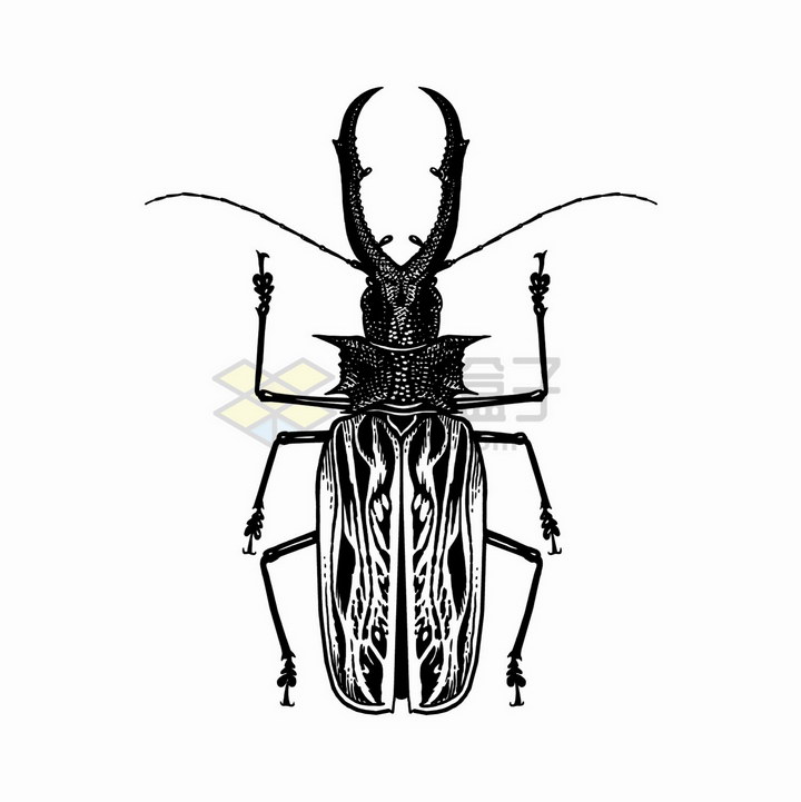 锹甲鹿甲虫昆虫黑白插画png图片免抠矢量素材 生物自然-第1张