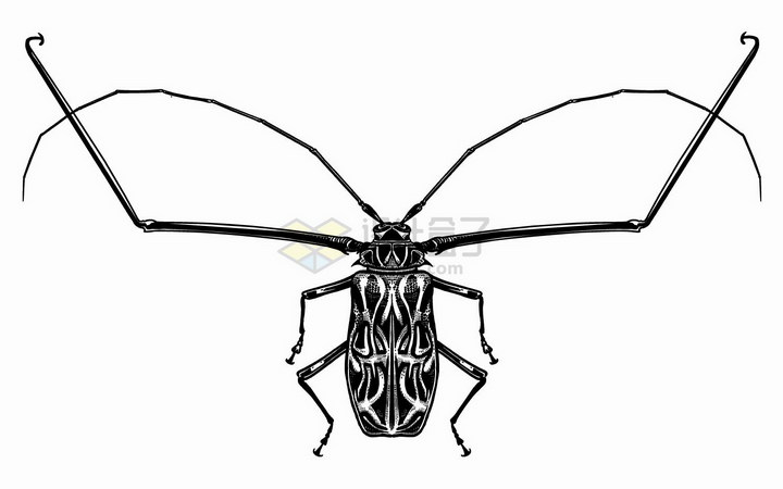 前肢和触须很长的甲虫昆虫黑白插画png图片免抠矢量素材 生物自然-第1张