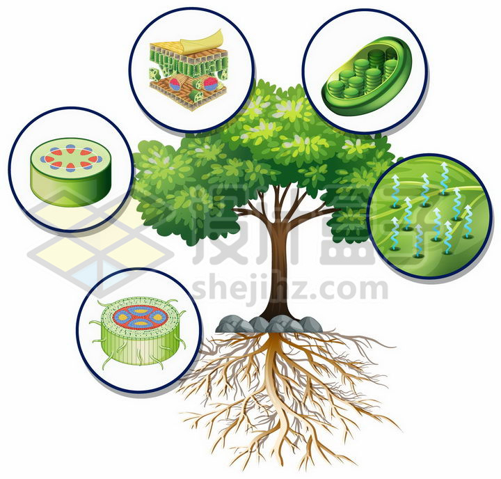一只绿色大树和树叶细胞结构图以及植物的蒸腾作用png图片免抠矢量素材 科学地理-第1张