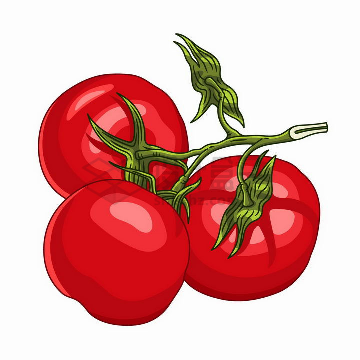 手绘风格树枝上的三颗西红柿美味番茄png图片免抠矢量素材 生活素材-第1张