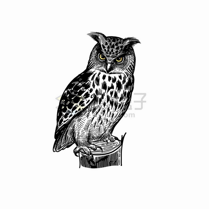 手绘素描风格猫头鹰黑白插画png图片免抠矢量素材 生物自然-第1张