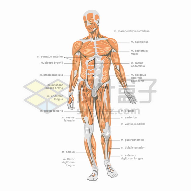 高清人体结构图肌肉组织解剖图矢量png图片素材 健康医疗-第1张