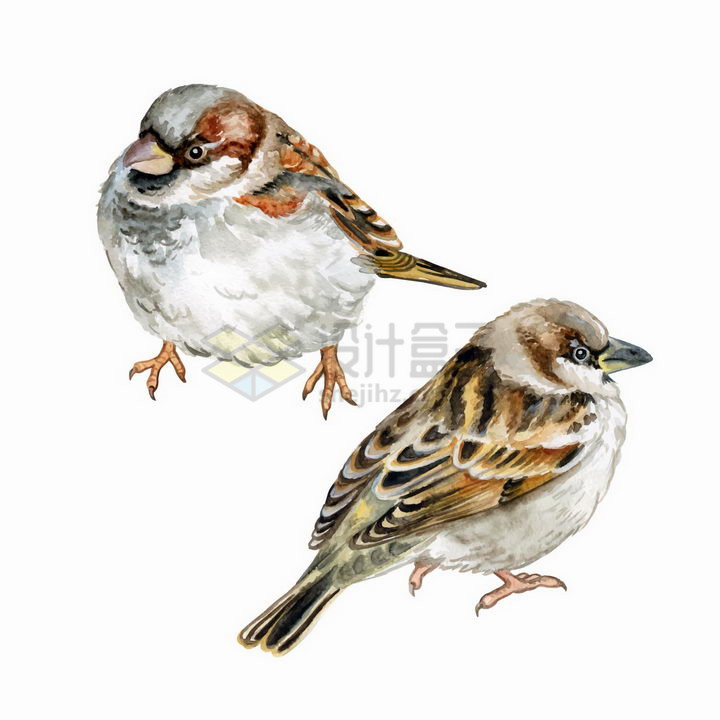 两款水彩画风格的麻雀小鸟儿png图片免抠矢量素材 生物自然-第1张