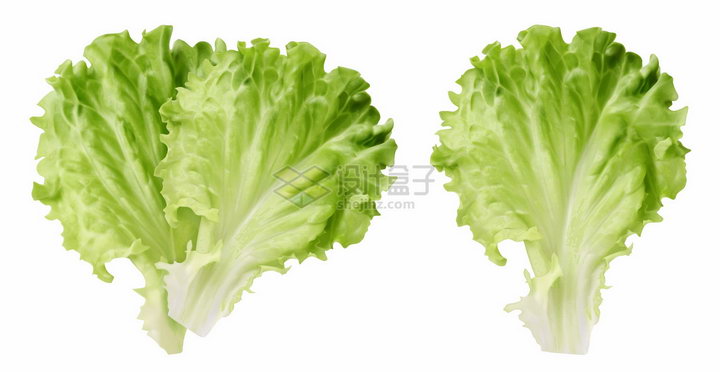 3D风格两片生菜新鲜蔬菜叶子png图片素材 生活素材-第1张