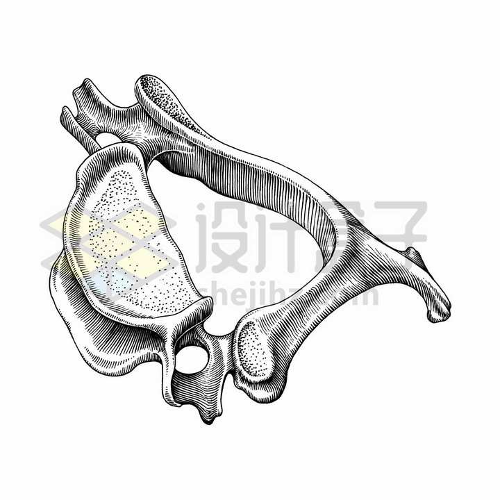 颈椎骨人体骨骼解剖图手绘素描插画png图片免抠矢量素材