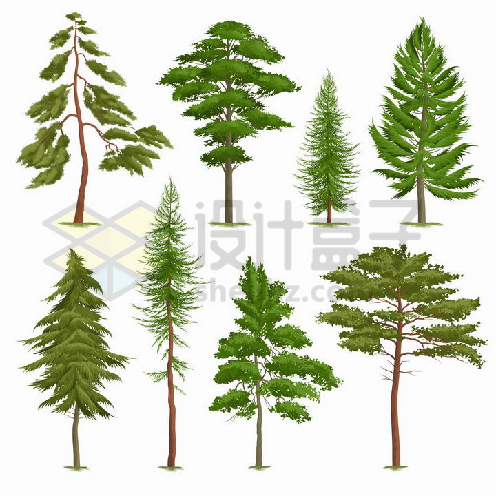 8款翠绿色的松树大树png图片免抠矢量素材 生物自然-第1张
